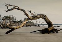 Driftowood Beach